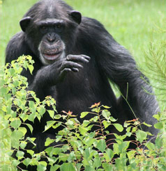 Chimpanzee