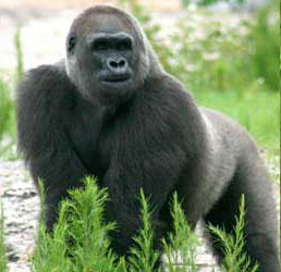 Gorilla
