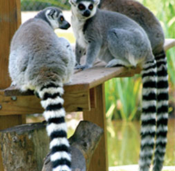 Lemurs