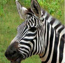 Zebra